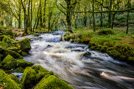 Golitha Falls - Cornwall