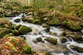 Kennall Vale Woods - Cornwall