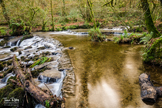 Kennall Vale Woods - Cornwall