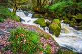 Golitha Falls - Cornwall