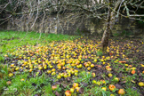 Fallen Fruit - Cornwall
