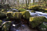 Golitha Falls - Cornwall