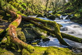 Golitha Falls - Cornwall