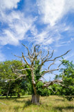 Tangled Tree and Sky