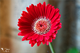 Gerbera