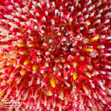 Gerbera Stamens