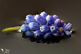 Muscari