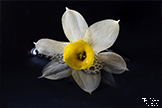 Daffodil