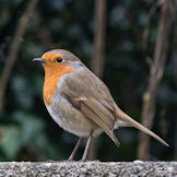 Robin Red Breast - Erithacus rubecula