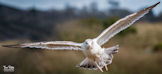 Young Herring Gull - Par Cornwall