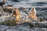 Female Mallard Duck - Par Cornwall