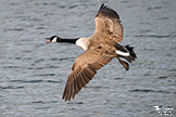 Canada Goose