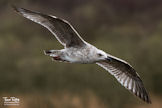 Young Herring Gull - Par Cornwall
