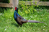 Wild Pheasant