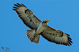 Common Buzzard