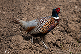 Wild Pheasant