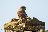 Kestrel