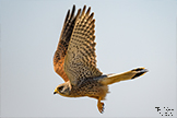 Kestrel