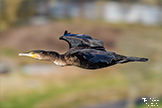 Cormorant