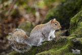 Grey Squirrel