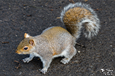 Grey Squirrel