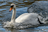 Mute Swan