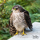 Sparrow Hawk -  Accipiter nisus