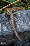 Common Lizard - Zootoca vivipara