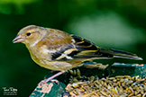 Female Chaffinch