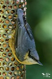 Nuthatch
