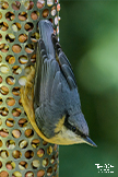 Nuthatch