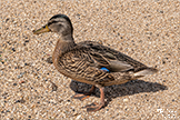 Female Mallard Duck