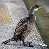 Shag (Juvenile)