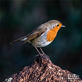 Robin Red Breast