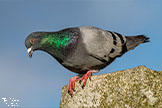 Rock Pigeon