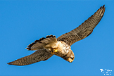 Kestrel