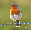 Robin Red Breast