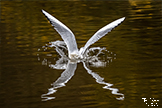 Black-headed Gull