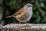 Dunnock