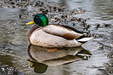 Male Mallard Duck