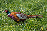 Wild Pheasant