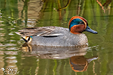 Teal Duck