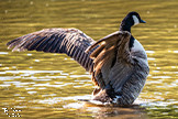 Canada Goose