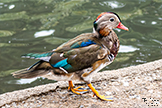 Mandarin Duck