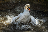 Mute Swan