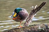 Male Mallard