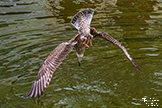 Herring Gull