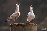 Herring Gulls