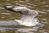 Black Headed Gull