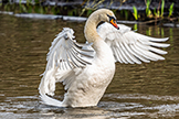 Mute Swan